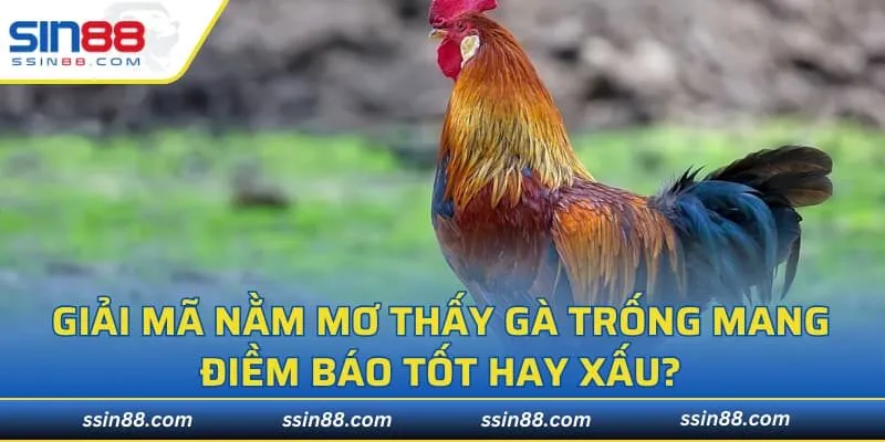 Giải mã nằm mơ thấy gà trống mang điềm báo tốt hay xấu?