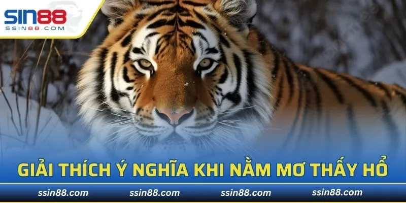 Giải thích những sự việc khi nằm mơ thấy hổ hôm nay